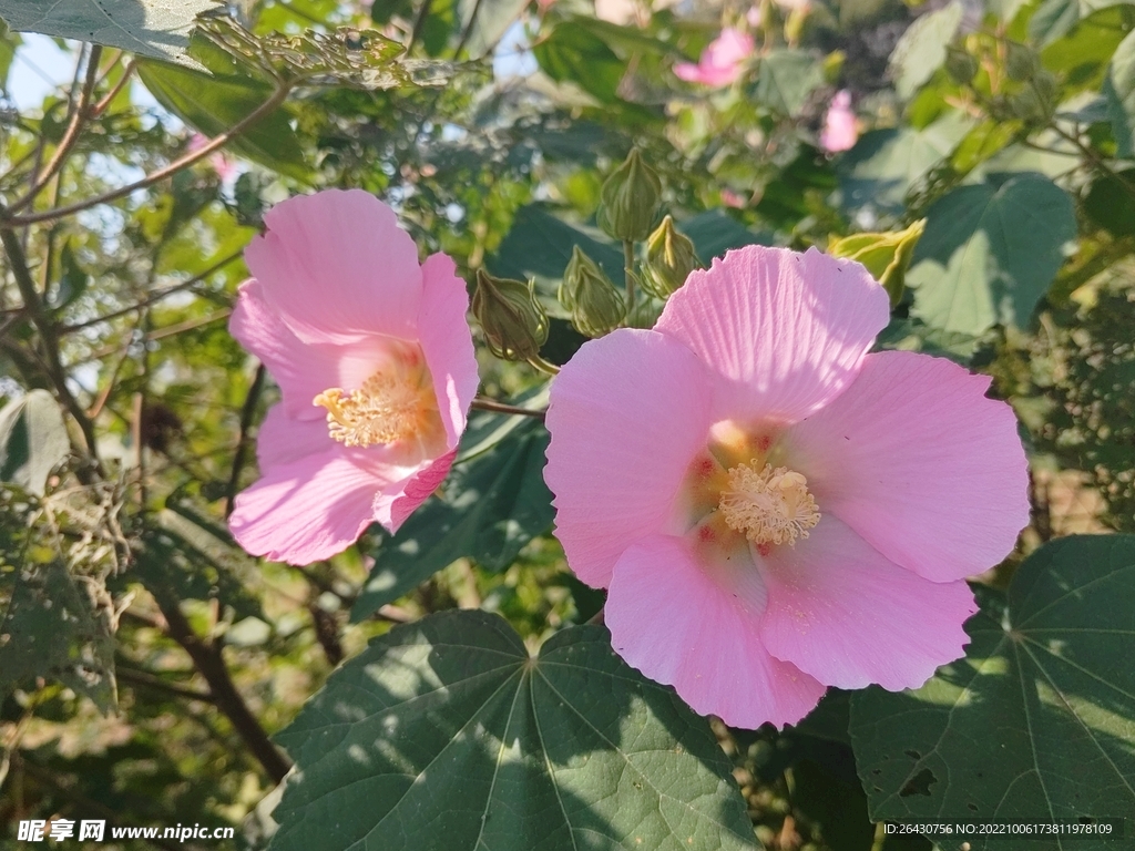 两朵木芙蓉花