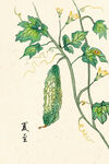 夏至24节气