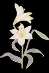 百合花
