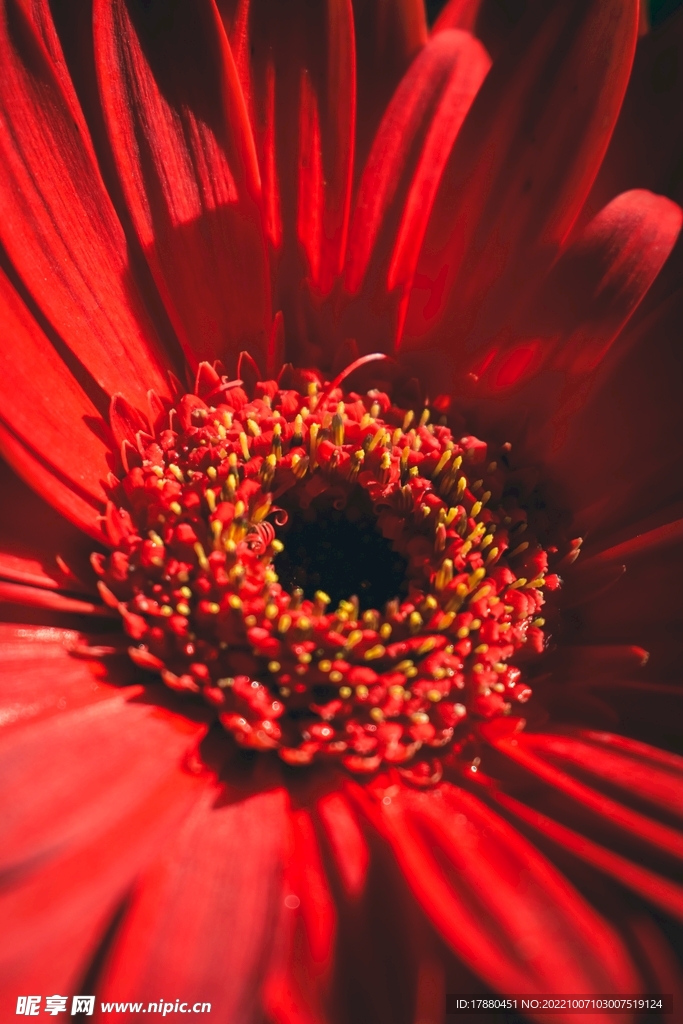 非洲菊