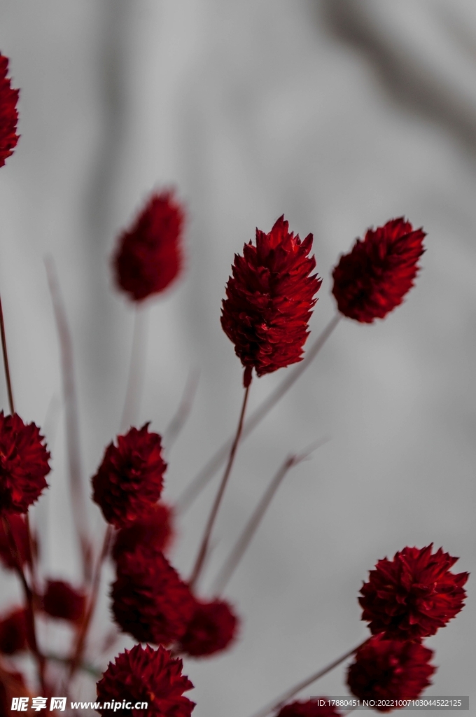 花卉