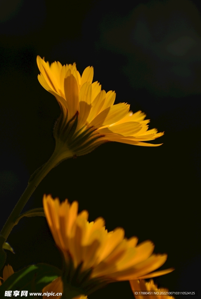 金盏花