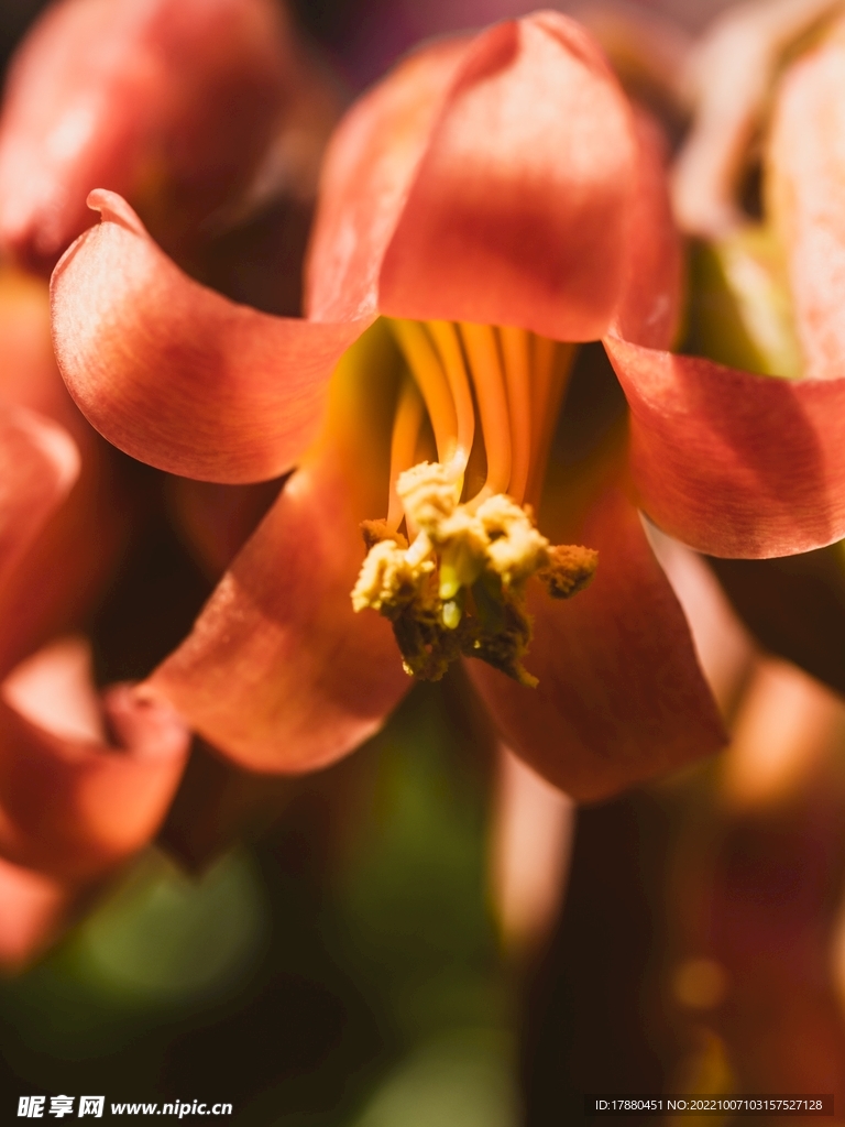花蕊