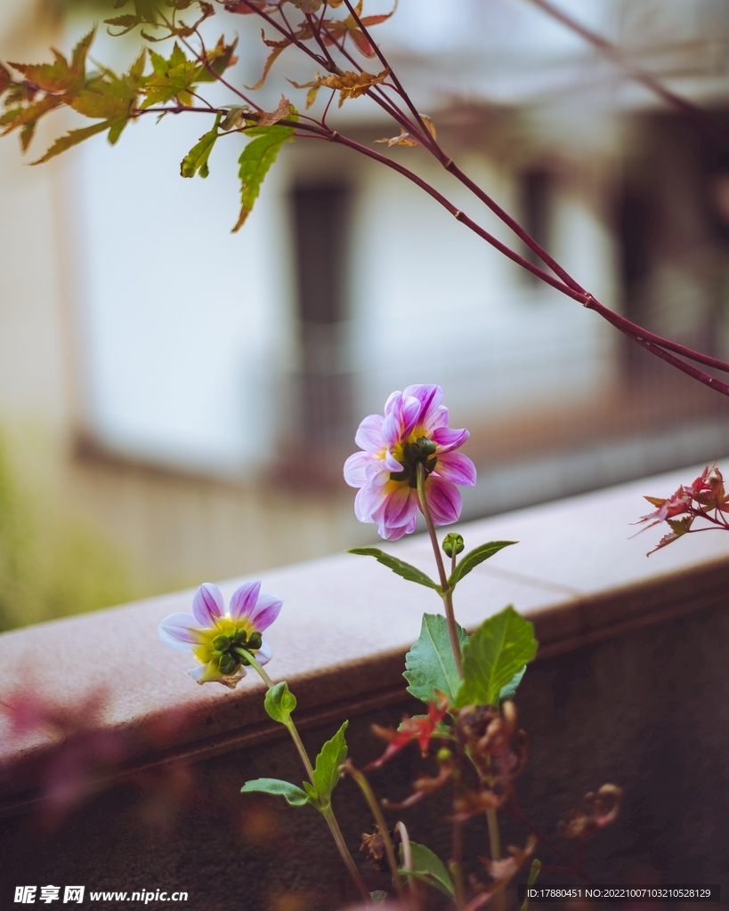 花卉