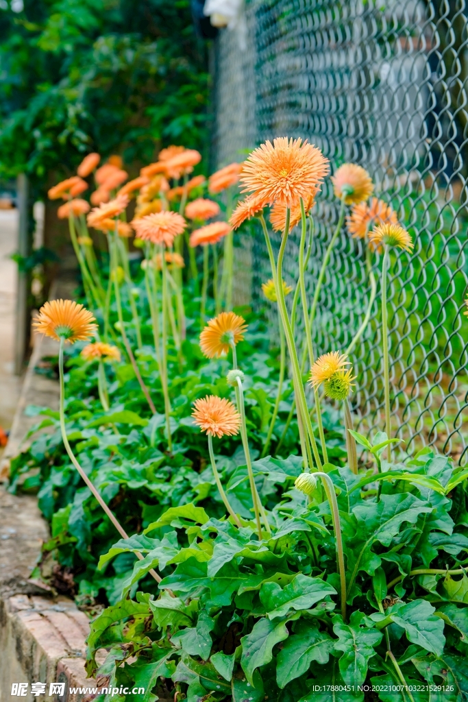 蜡菊