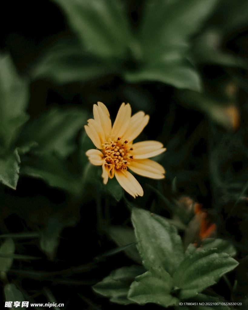 蟛蜞菊