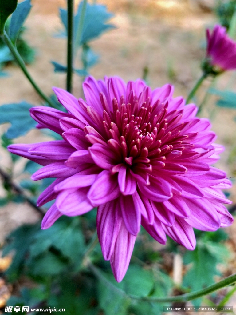 翠菊