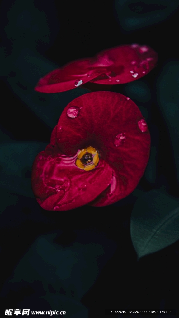 蒲包花