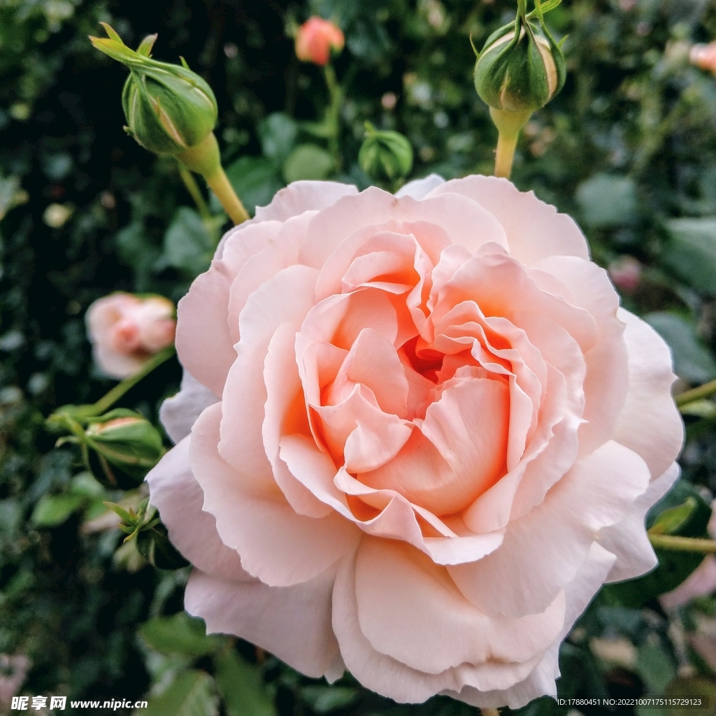 月季花