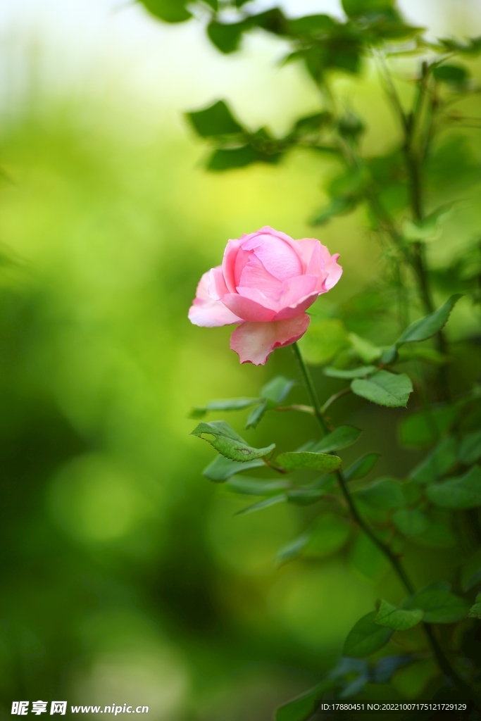 月季花