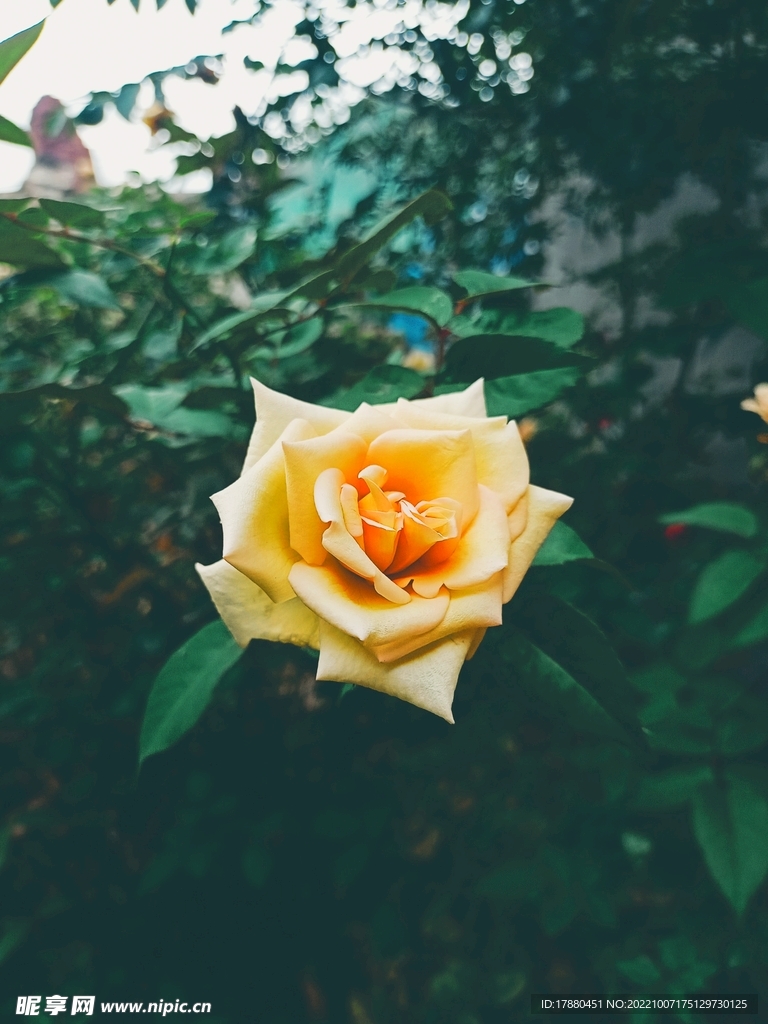 月季花