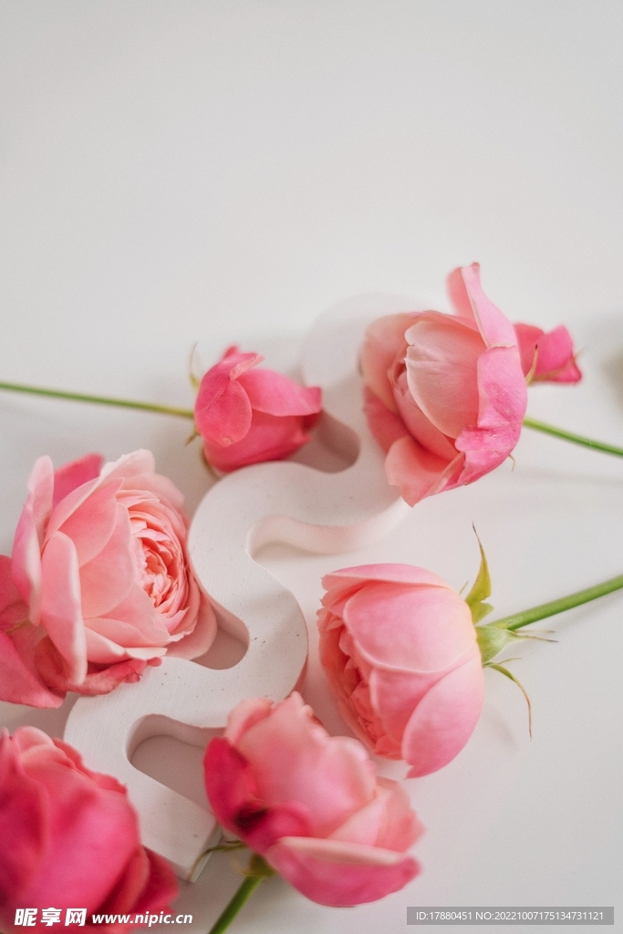 月季花