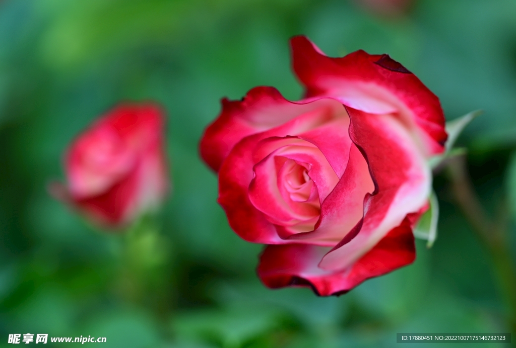 月季花