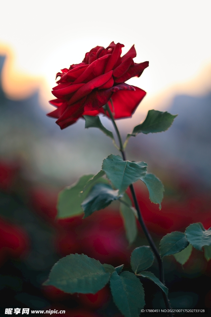 月季花