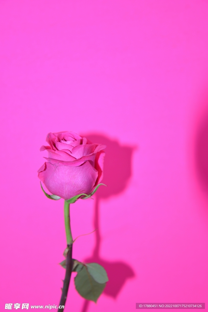 玫瑰花