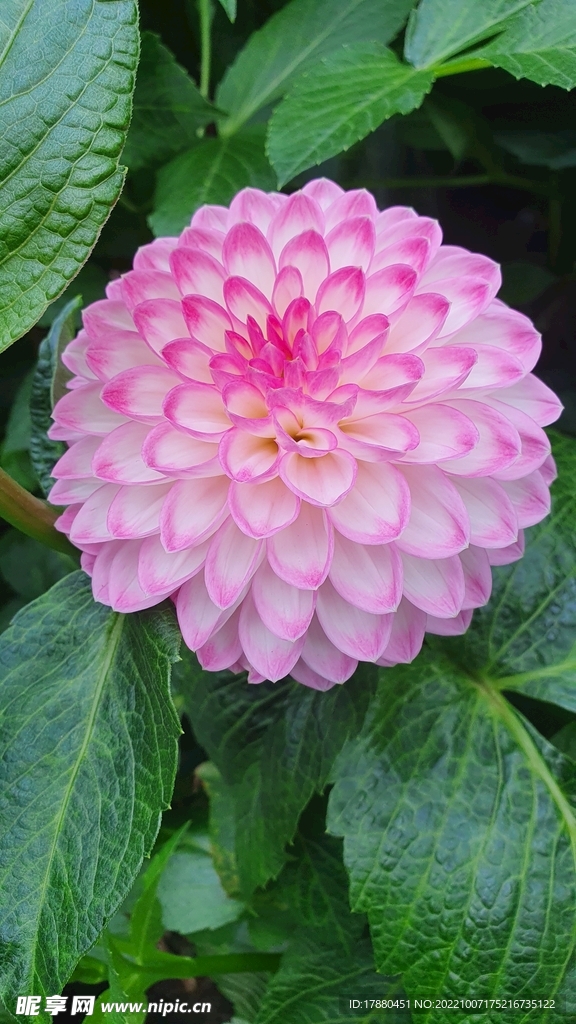大丽花