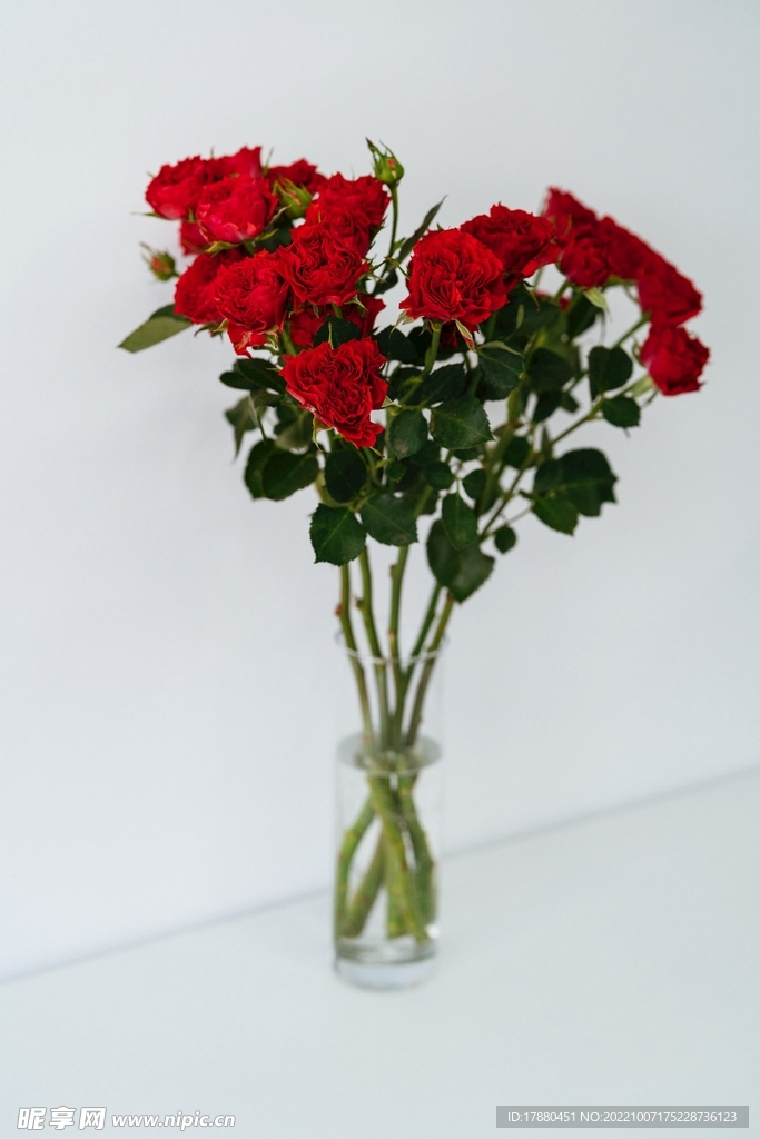 月季花