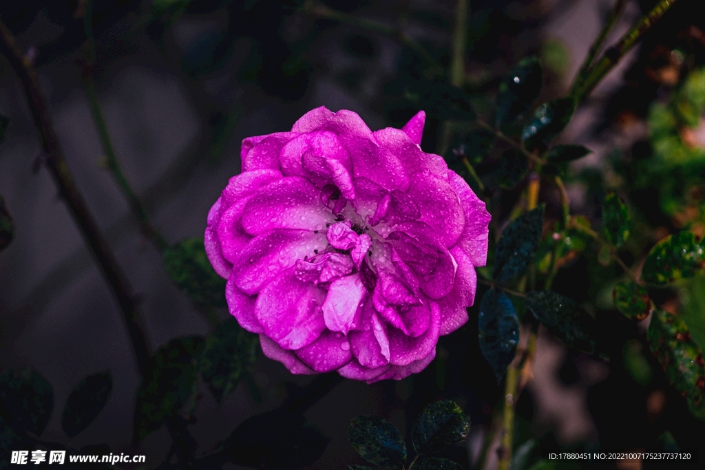午时花