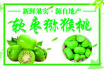 软枣泥猴桃 