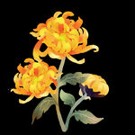 菊花