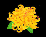 菊花