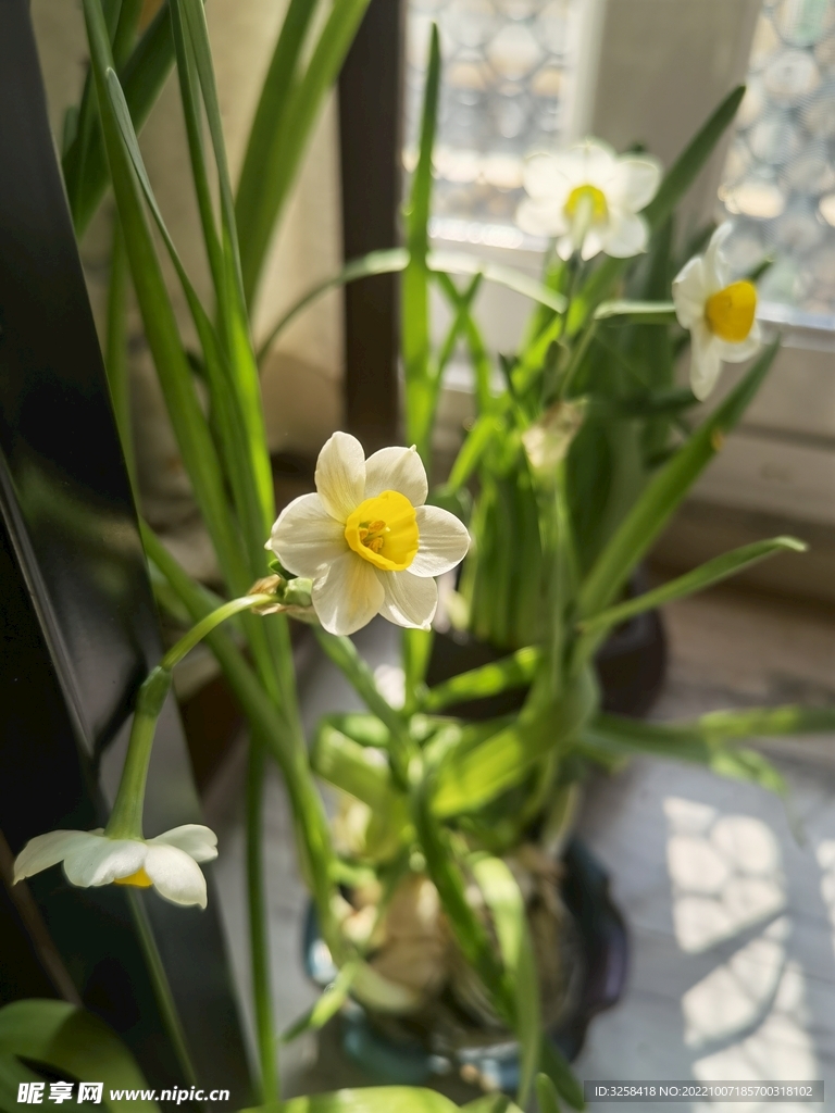 水仙花 