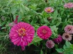 花 菊花