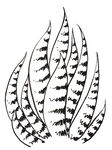 手绘仙人掌