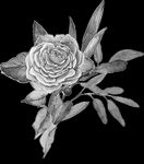 手绘花卉