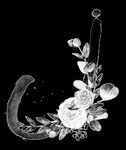 手绘花卉