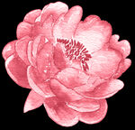 手绘花卉