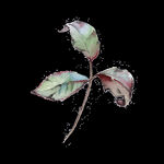 无缝花卉