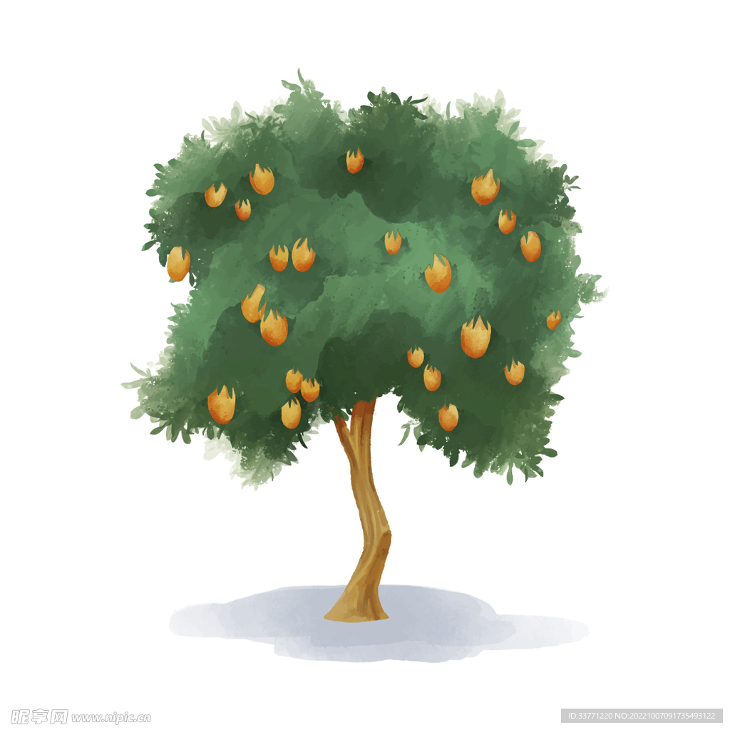 芒果树