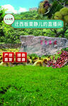 板栗