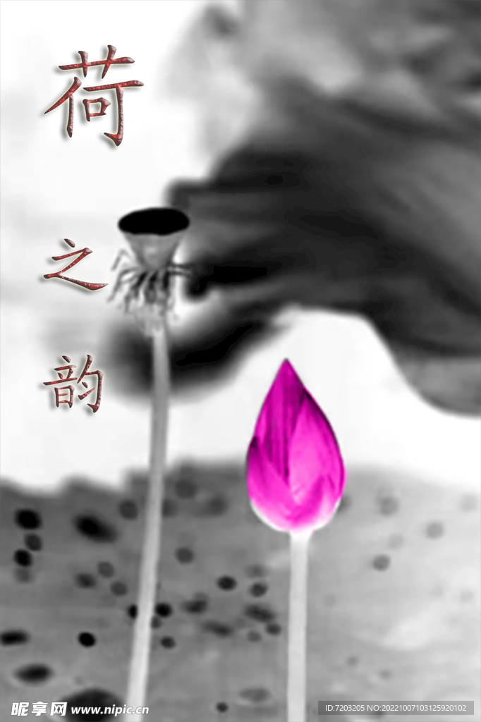 荷花