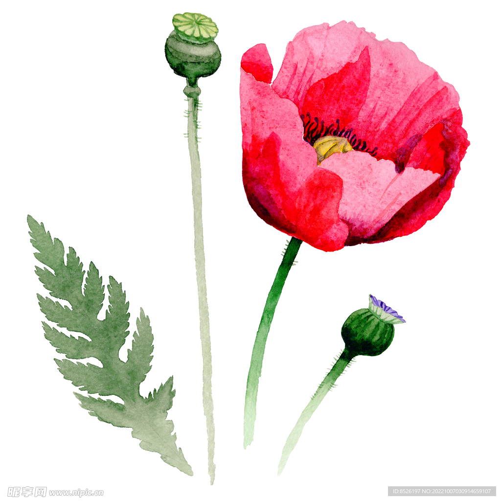 水彩花卉