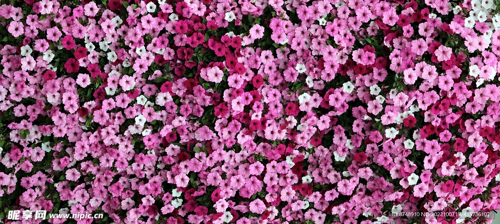 花海