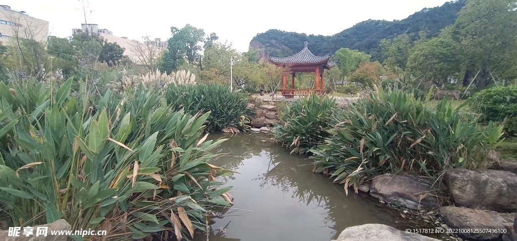 芦苇