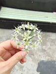 葱开花