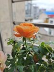一朵月季花