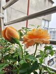 阳台月季花
