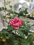 红花月季