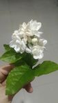 茉莉花