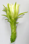 霸王花