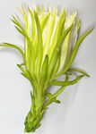 霸王花