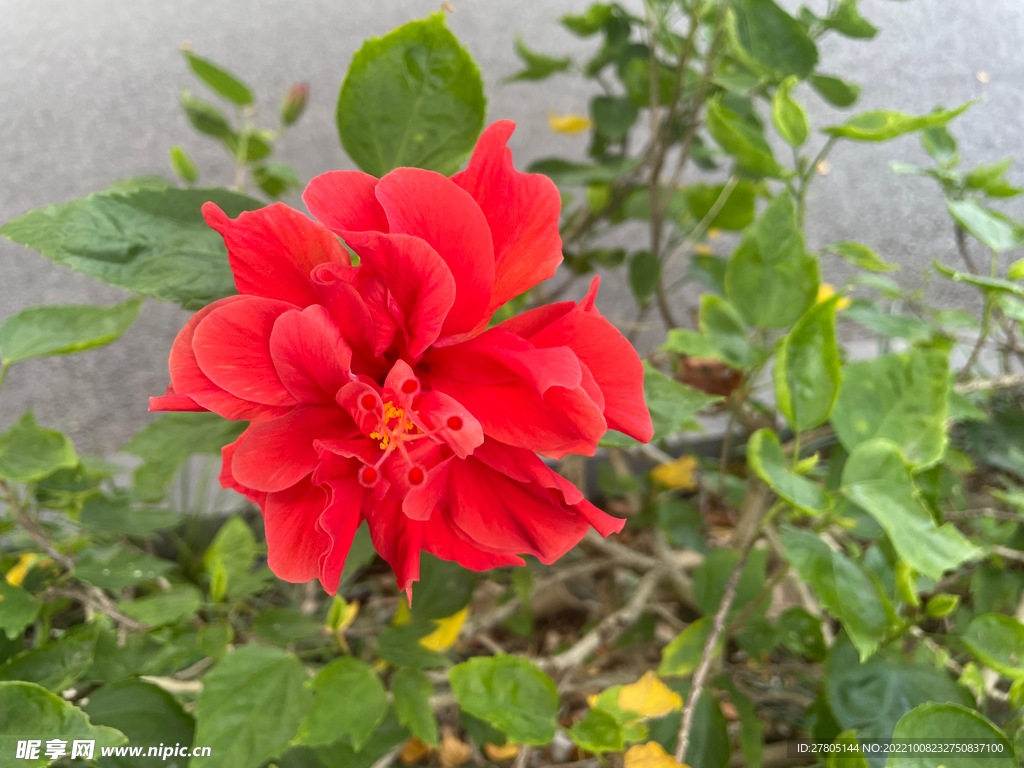 红色朱瑾花