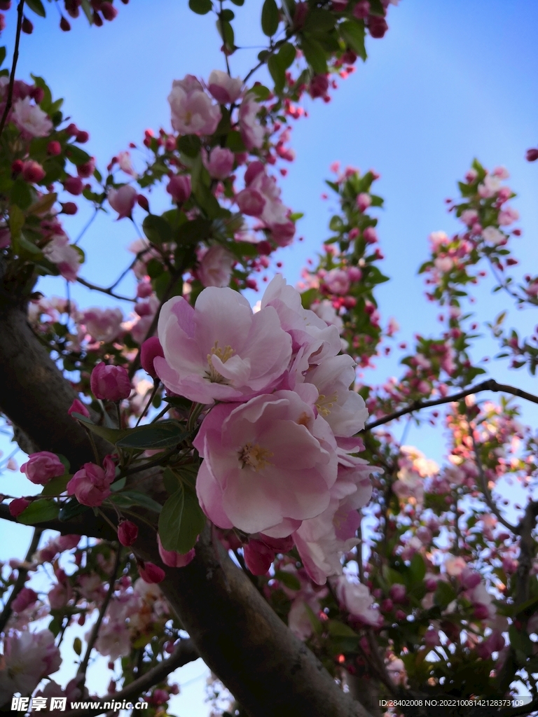 明珠公园桃花开