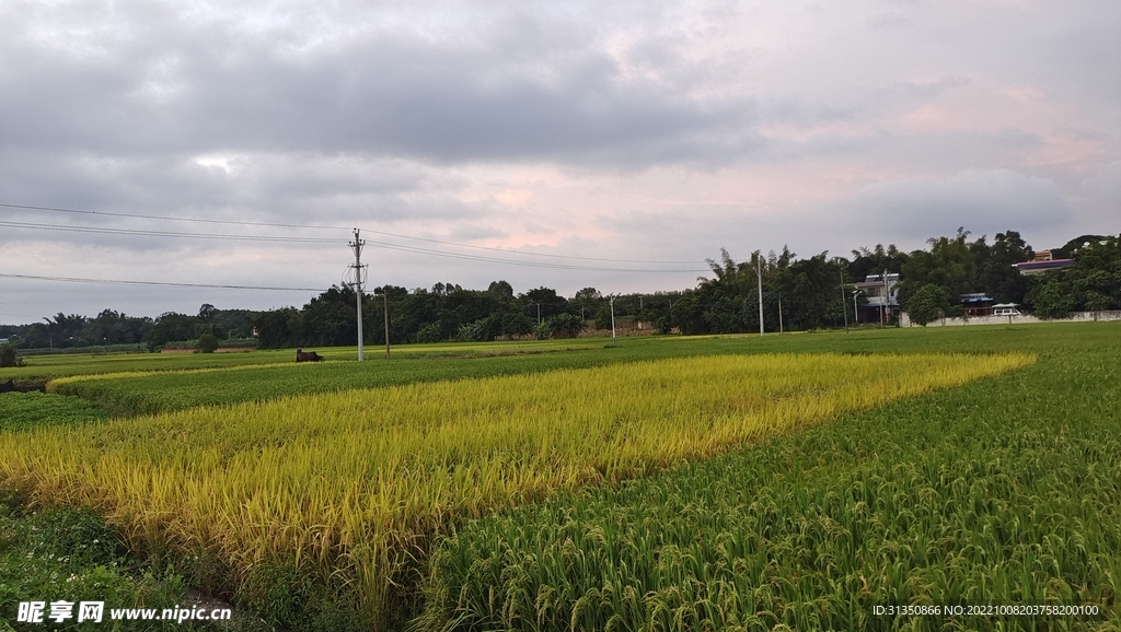 秋天的稻田