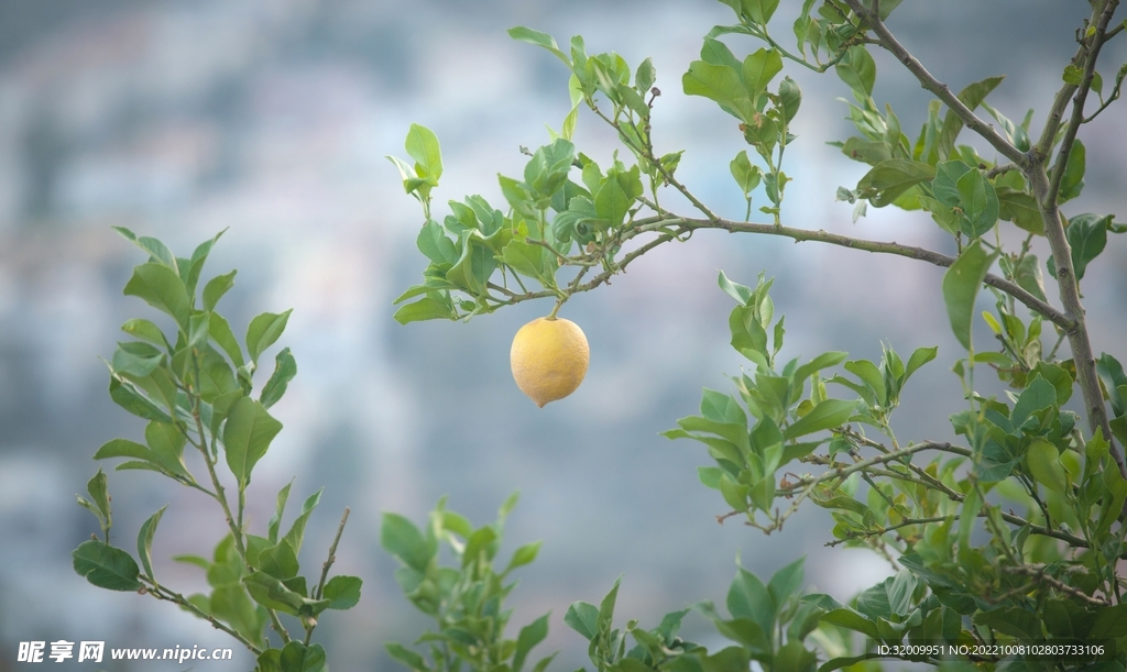 柠檬树            