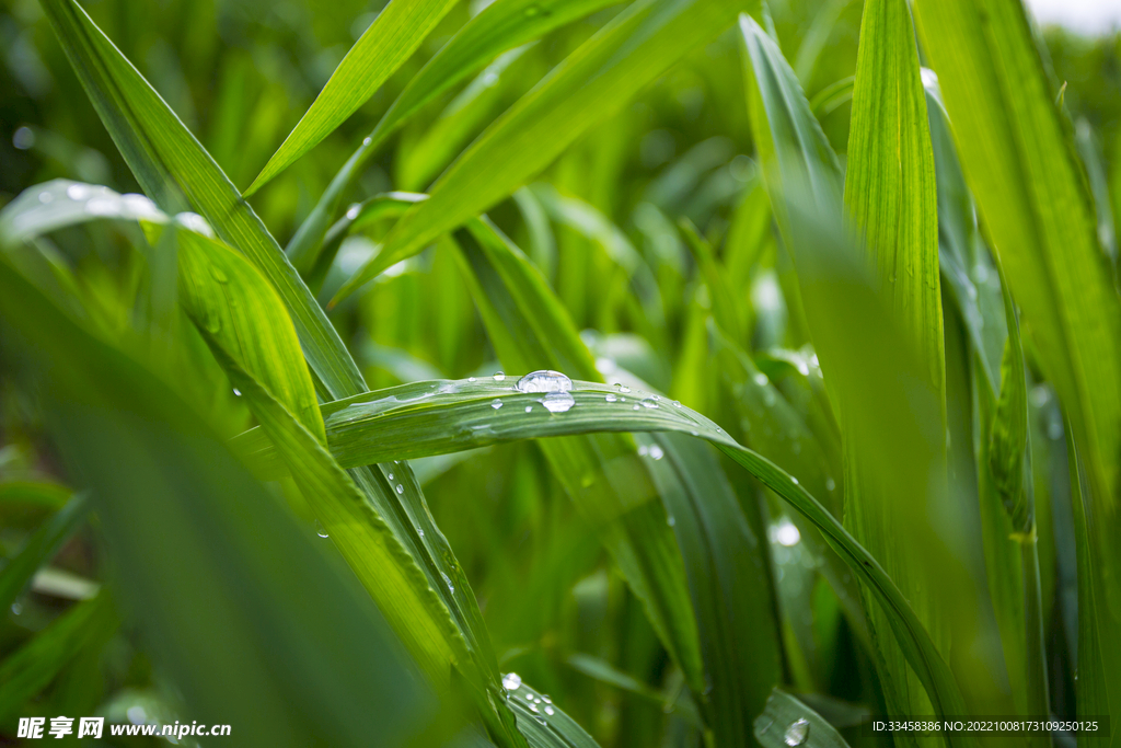 雨后麦田
